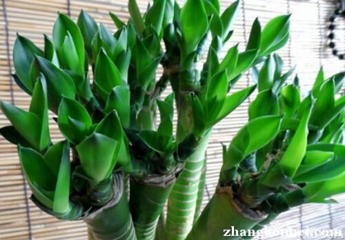 观音竹的风水作用 观音竹的养殖方法和注意事项