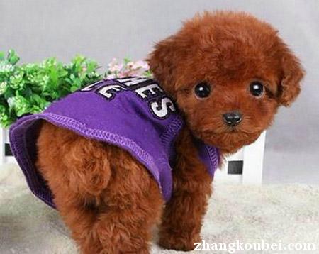 上海哪里买泰迪犬，正规犬舍出售签订协议