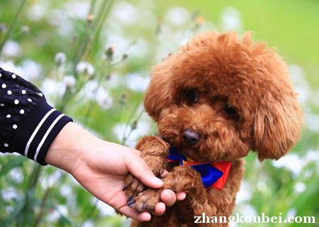 西安出售高品质泰迪犬 纯血统 包健康可签协议