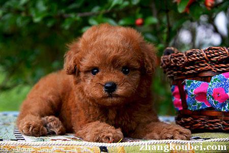 福州出售纯种泰迪犬，假一赔十品质第一，签订终身合同