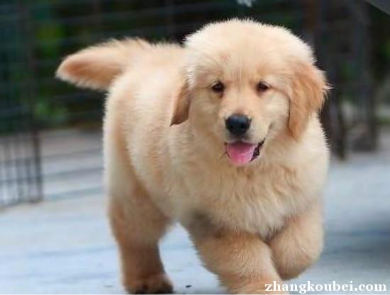 上海专业繁殖高品质金毛犬 包纯种健康养活