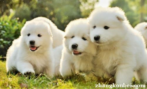 上海出售纯种蛋脸萨摩耶犬 品种齐全 健康纯种 疫苗驱虫已做