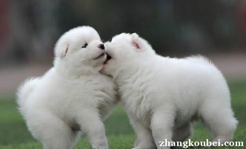 桂林身体强健的萨摩耶犬出售——公母都有,健康纯种有保证 多条挑选