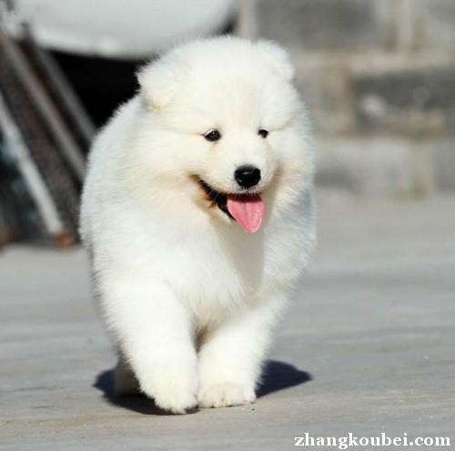 北京本地出售纯种萨摩耶犬支持上门全国可飞包健康