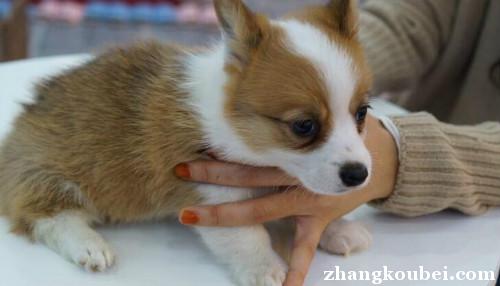 上海去哪买柯基犬 正规犬舍直销 可签协议