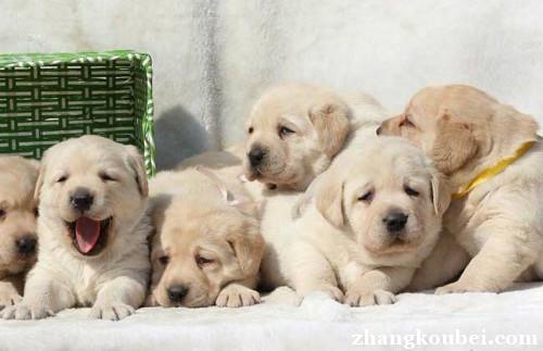 北京犬舍直销精品拉布拉多犬，专业繁殖，疫苗齐，质保终生