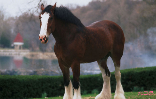 世界上最昂贵的马排名 阿拉伯马最古老而又名贵