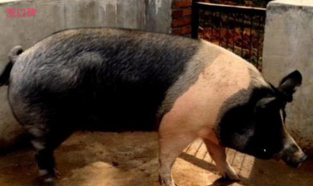 中国十大本土猪品种排名 中国什么品种猪最好