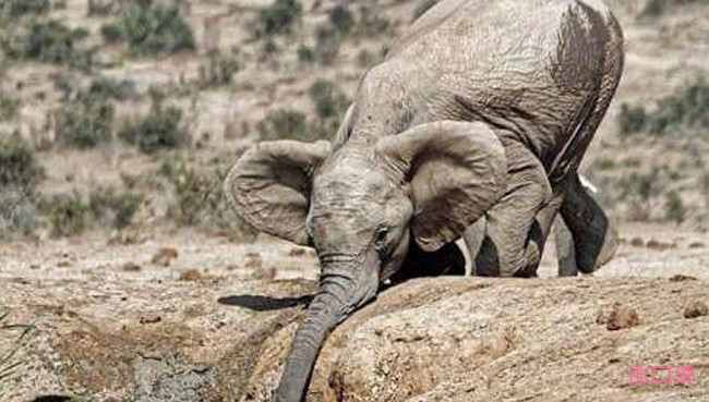 小象跌落瀑布死亡 5头大象为救小象同时丧生