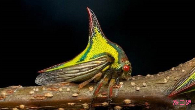 全球十大最奇怪的昆虫 长得像小蛇一样的毛毛虫你见过吗
