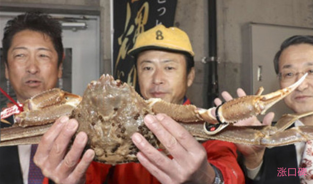 日本螃蟹500万 史上最贵天价螃蟹竞拍出炉