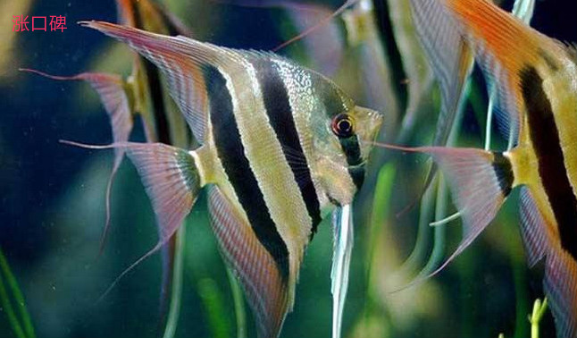 十大常见热带鱼品种大全 热带鱼有哪些品种