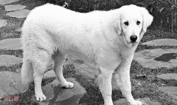 世界体型最大的狗排行榜 大丹犬身高44英寸