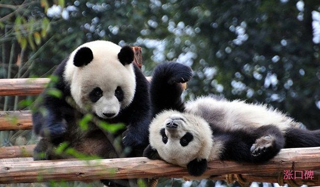 世界活化石动物大全 国宝熊猫已存在800万年