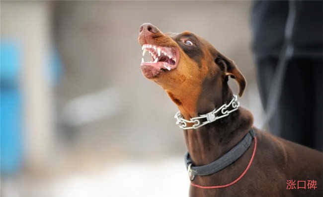 世界上十大最危险的狗 哈士奇也上榜了