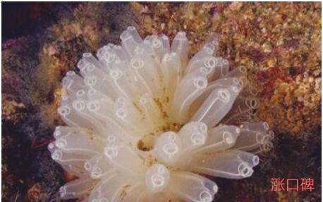 世界上长得最像植物的动物，海鞘既像花朵又似果实