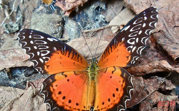世界上最美丽的蝴蝶排行榜 一些已经频临灭绝