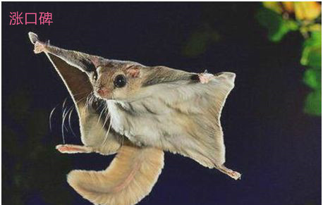 世界上会飞的鼠，鼯鼠能借助 “翅膀”滑翔