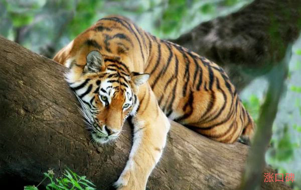 世界上最懒的十大动物 老虎狮子上榜！