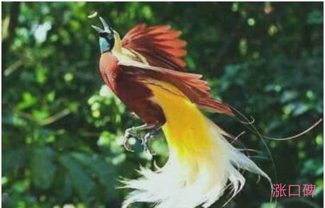 世界上最美的鸟，极乐鸟羽毛缤纷艳丽，堪比孔雀