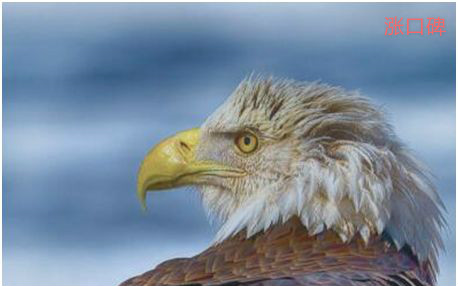世界上视力最好的鸟，鹰的视力范围能达到36公里