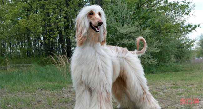 世界十大最漂亮的狗狗 二哈居然排名第一