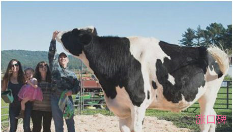 世界上最大的奶牛，身高接近两米，体重两千多斤