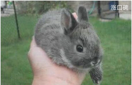世界上最小的兔子，荷兰侏儒兔体重2斤，可以轻松托于掌上