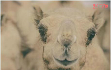 世界上睫毛最长的动物，骆驼的睫毛长且浓密，有内外两层