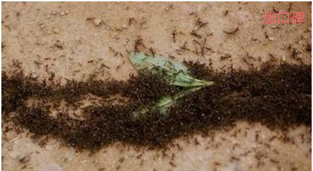世界上最可怕的蚂蚁，行军蚁能消灭一只军队