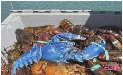 世界上最贵的龙虾，布列塔尼蓝龙虾每公斤上千元
