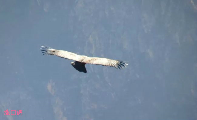 世界上飞的最高的鸟TOP10 黑白兀鹫可以翱翔万米高空