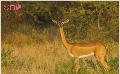 世界上脖子最长的羚羊，长颈羚凭借长脖子能吃到2米高度的树叶