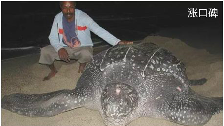 世界上最大的龟，棱皮龟体长超过2.5米，因误食塑料而亡