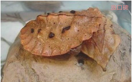 世界上最会伪装的龟，枯叶龟外形极像一片宽大的枯叶