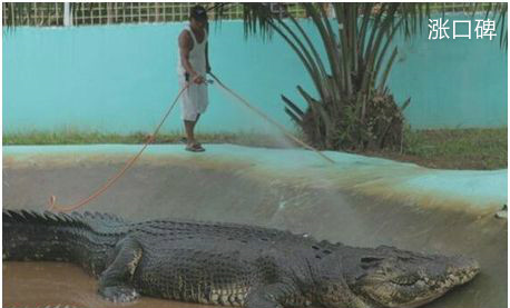 世界上最大的鳄鱼，体长6.4米重逾一吨，曾多次袭击人类