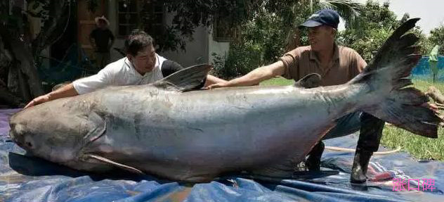世界最大的鱼Top10 鲸鲨以重47000磅排第一！