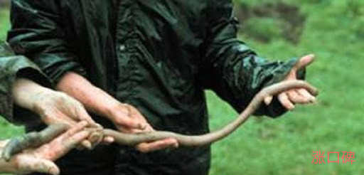世界最长的蚯蚓  远看和蛇没有区别