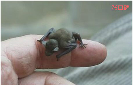 世界上最小的蝙蝠，大黄蜂蝙蝠体长不足3厘米，数量不到200只