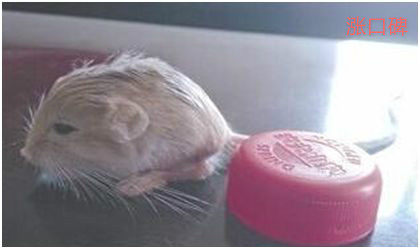 世界最小跳鼠，三趾心颅跳鼠只有瓶盖大小