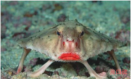 世界上长着红唇的鱼，红唇蝙蝠鱼的嘴像涂了口红一样鲜艳