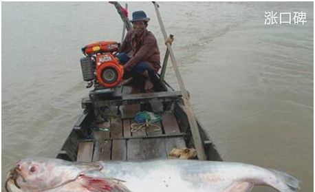 世界上最大的淡水鱼，湄公河巨鲶体长近3米，最终成为盘中餐