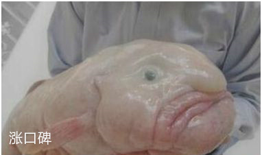 世界最丑的鱼，水滴鱼脸部扭曲，永远一副哭丧表情