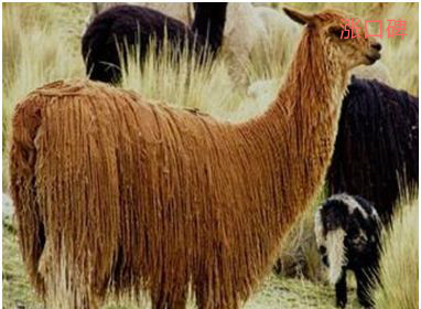 世界上毛最长的羊驼，苏利羊驼被毛垂落似长发，如丝绸般光滑