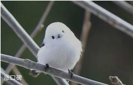 世界上最萌的鸟，银喉长尾山雀羽毛洁白松软，好似糯米团子