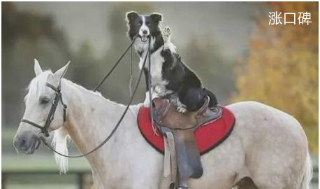 世界上最聪明的狗，边境牧羊犬是驯马能手，还有骑马技能