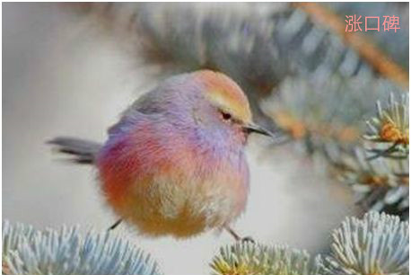 世界上最美的雀，花彩雀莺小巧圆润，羽毛五彩斑斓