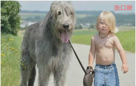 世界上最高的狗，爱尔兰猎狼犬身高接近一米，能狩捕野狼