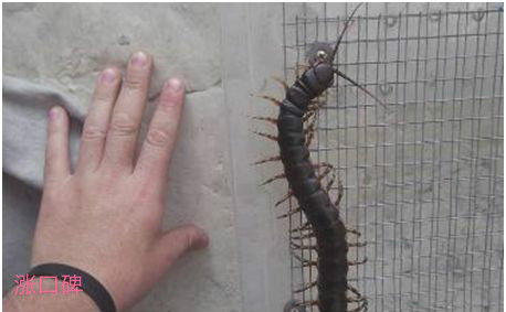 世界上最大的蜈蚣，加拉帕格斯巨人蜈蚣体长超过半米