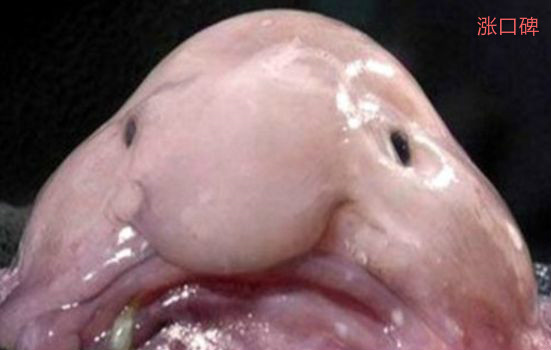 世界上最丑的鱼 水滴鱼丑到没朋友